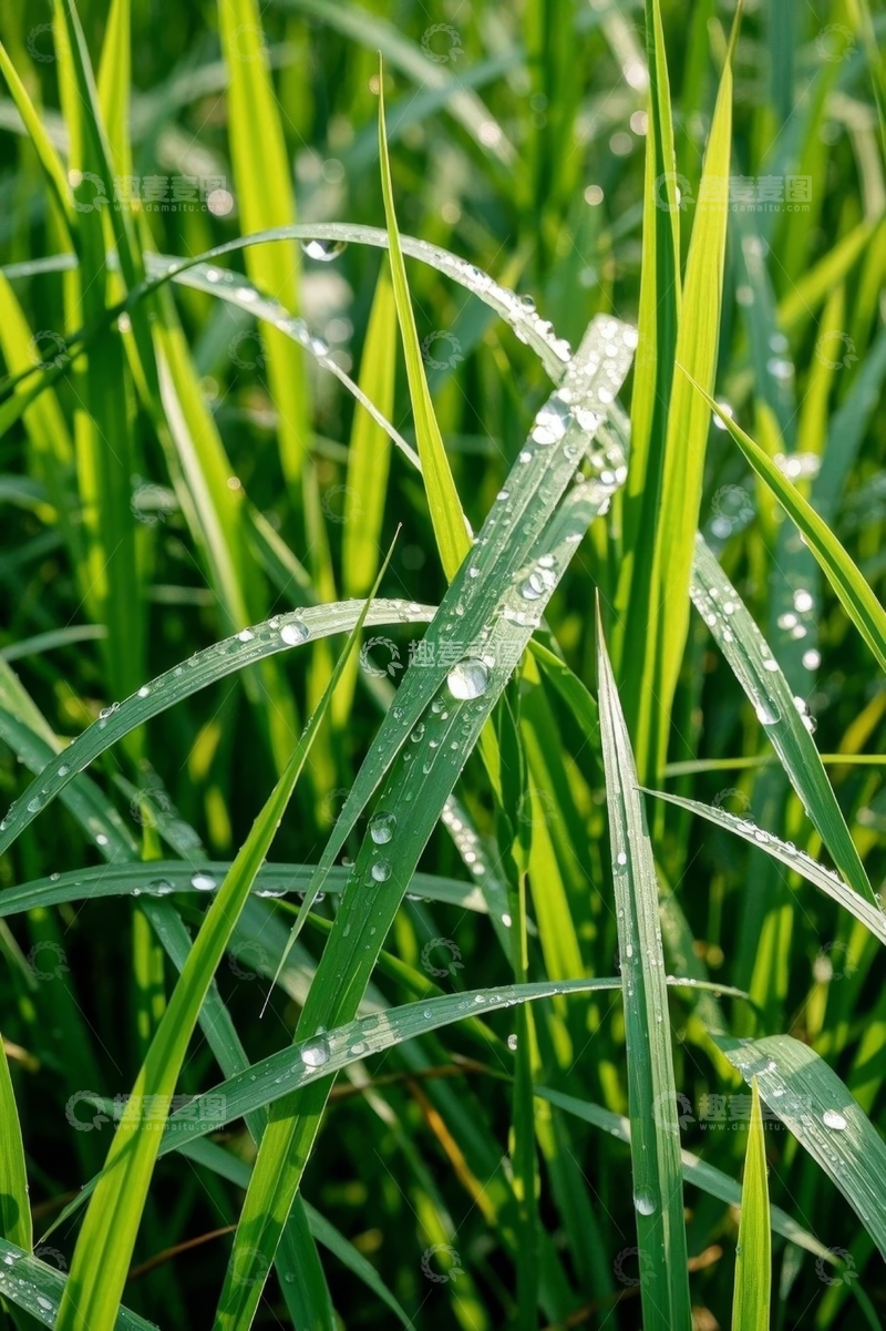 高清大图下载【趣麦麦图】带露珠的绿色青草特写