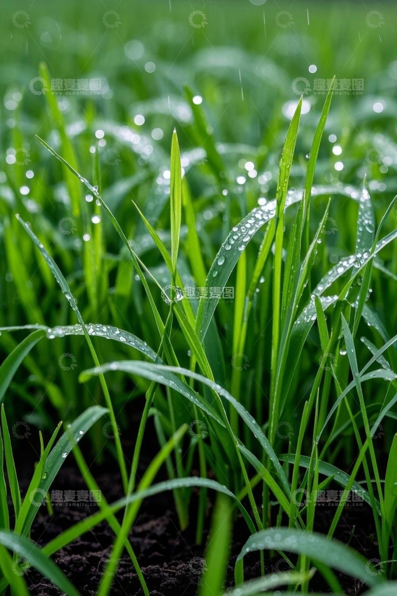 高清大图下载【趣麦麦图】带水珠的嫩绿青草