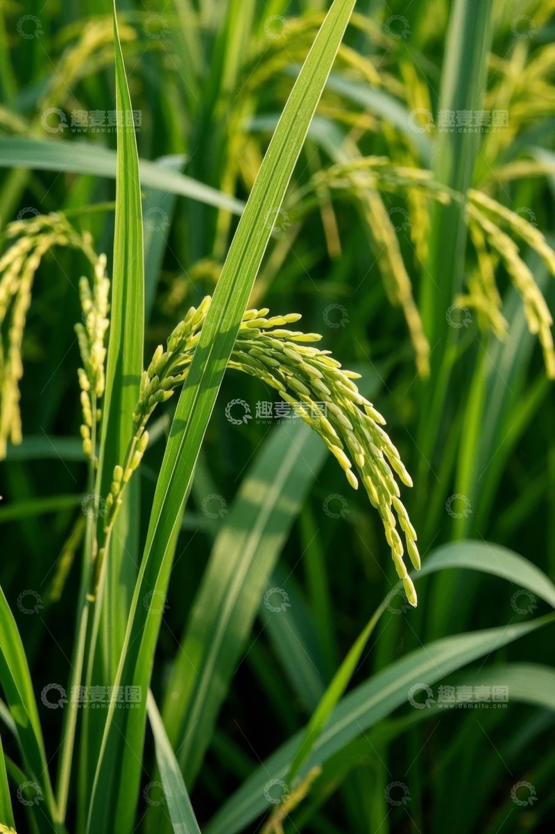 高清大图下载【趣麦麦图】成熟稻穗特写