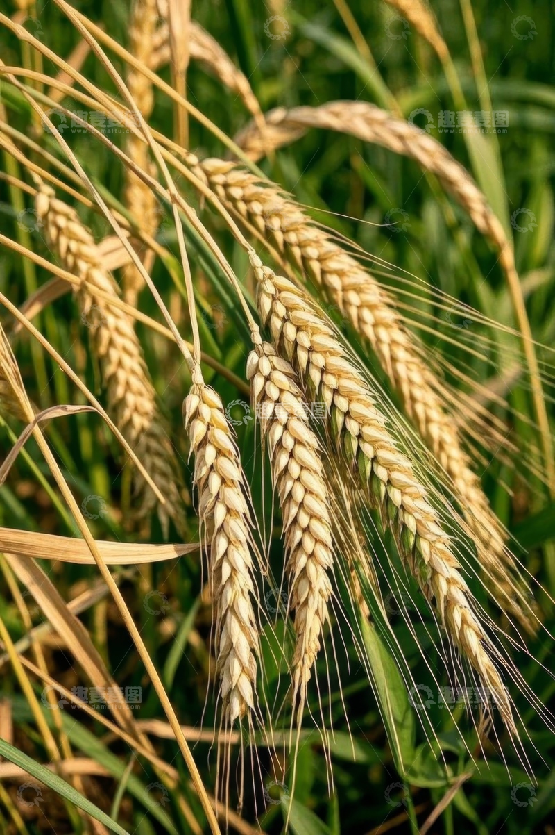 高清大图下载【趣麦麦图】成熟饱满的小麦特写