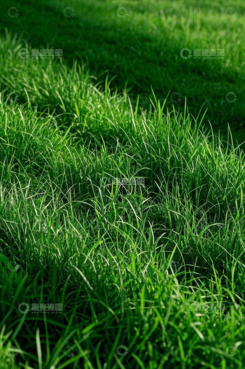 高清大图下载【趣麦麦图】特写绿色草地自然风光
