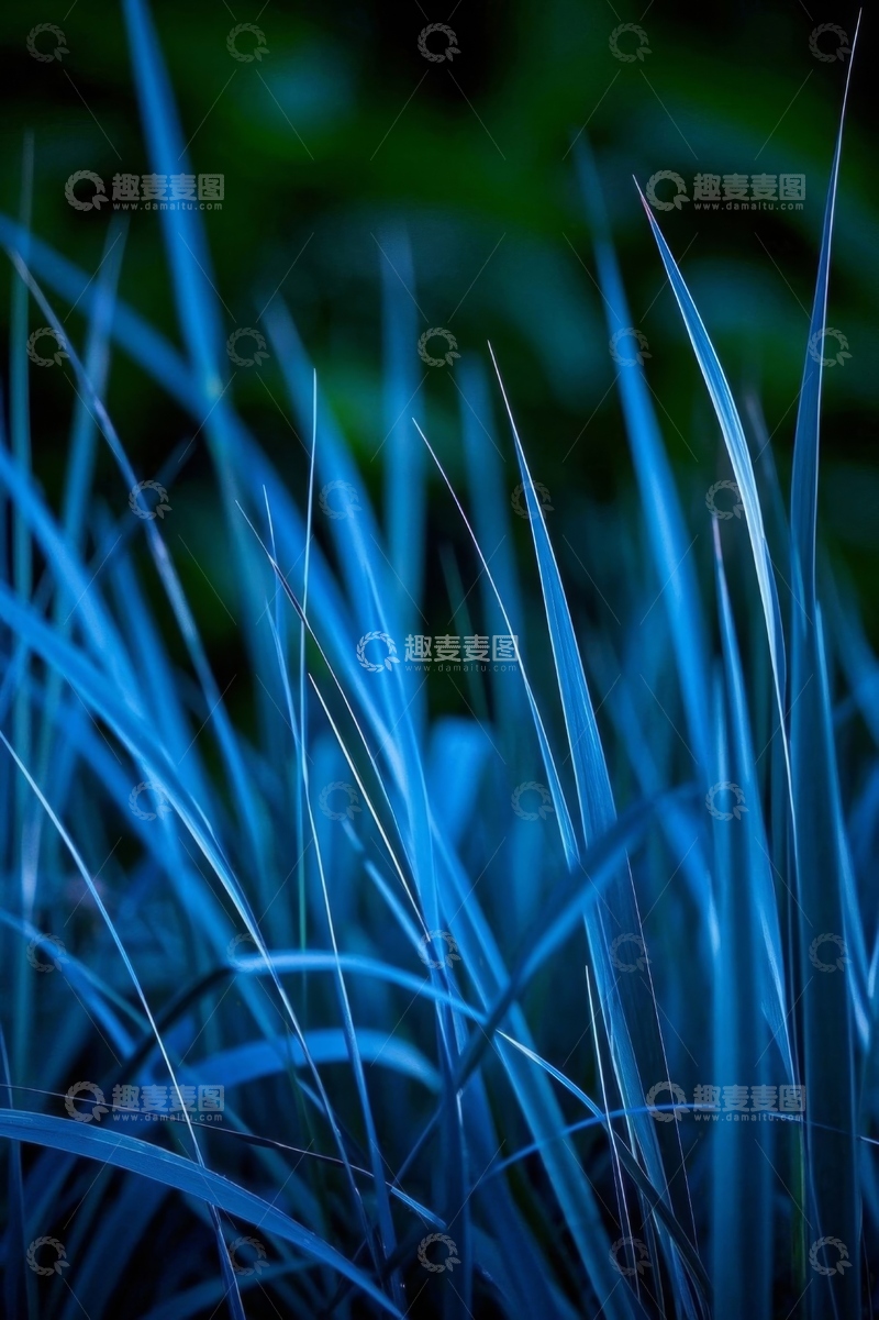 高清大图下载【趣麦麦图】蓝绿色草特写