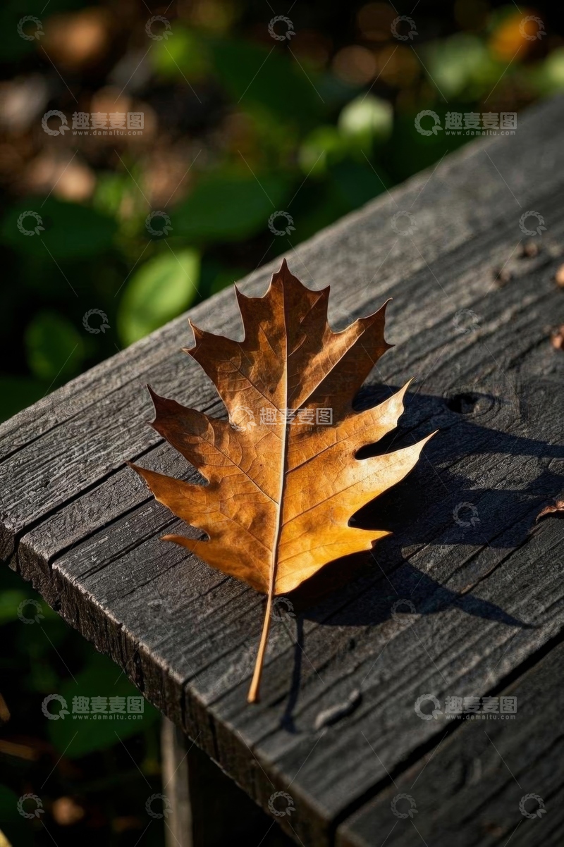 高清大图下载【趣麦麦图】木桌上的秋日枯叶