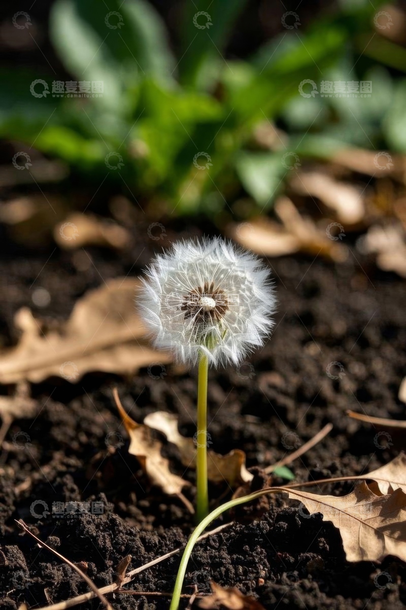 高清大图下载【趣麦麦图】泥土上的蒲公英特写