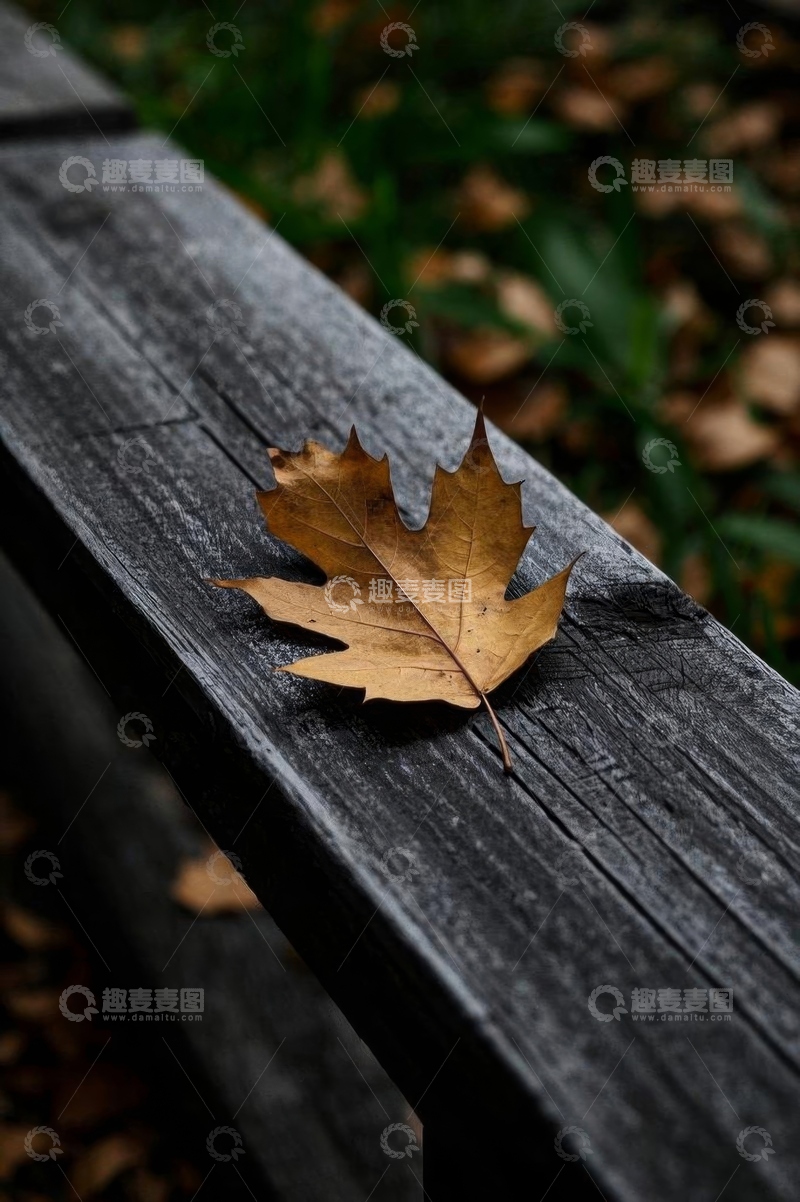高清大图下载【趣麦麦图】木椅上的黄色秋叶