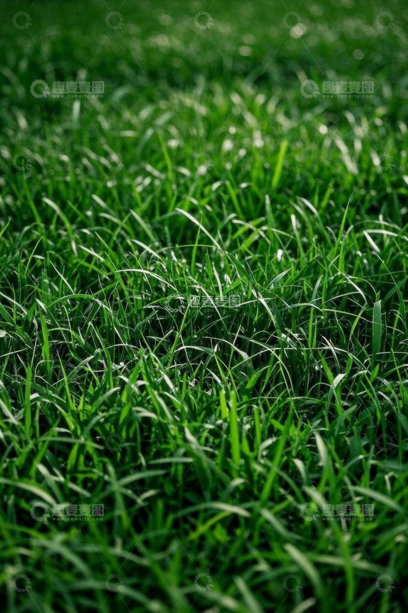 高清大图下载【趣麦麦图】户外翠绿草地特写