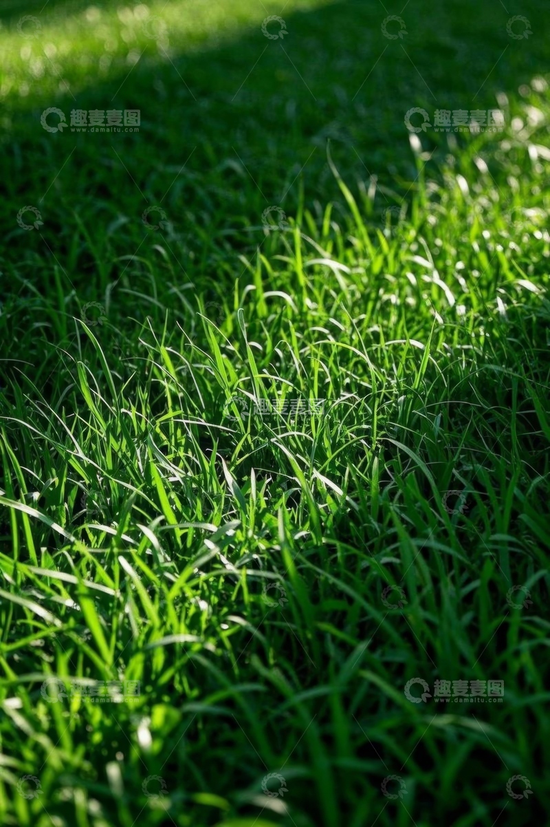 高清大图下载【趣麦麦图】阳光下的翠绿草坪