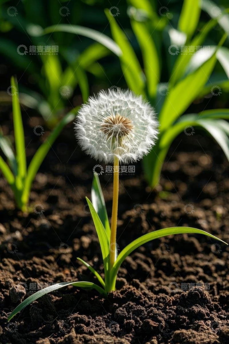 高清大图下载【趣麦麦图】蒲公英特写自然景象