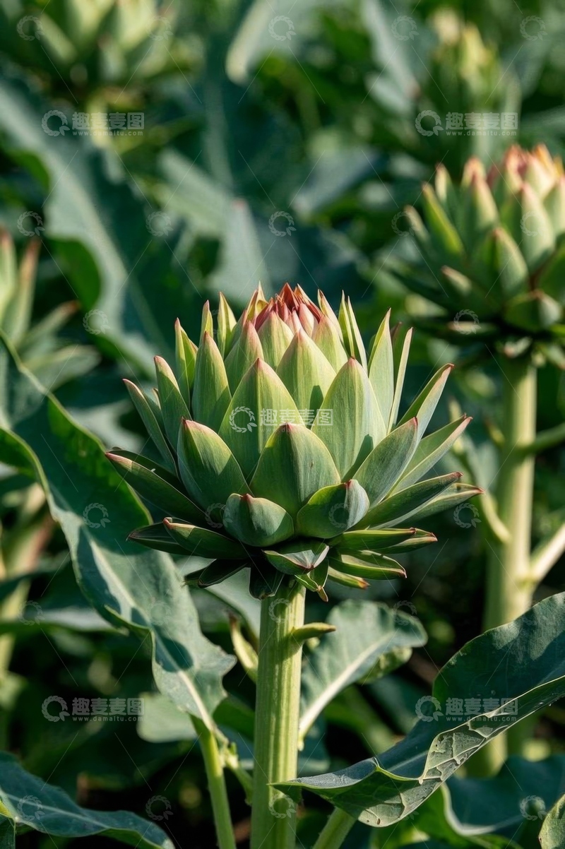 高清大图下载【趣麦麦图】洋蓟植物特写