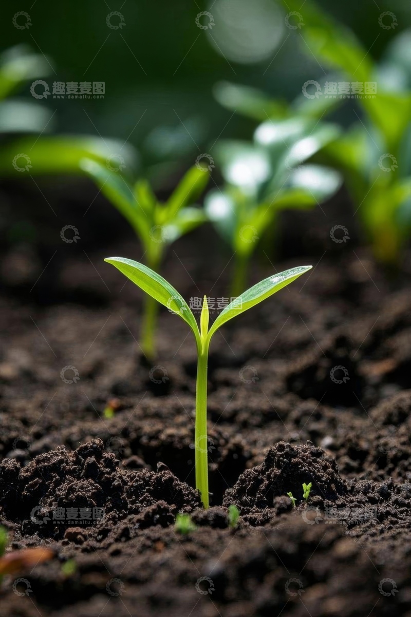 高清大图下载【趣麦麦图】破土而出的嫩绿植物幼苗