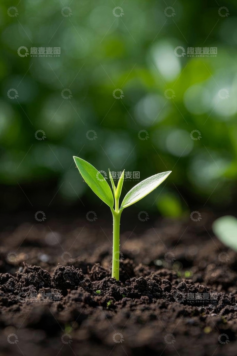 高清大图下载【趣麦麦图】破土而出的嫩绿幼苗
