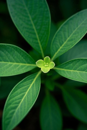 绿色植物叶片微距特写