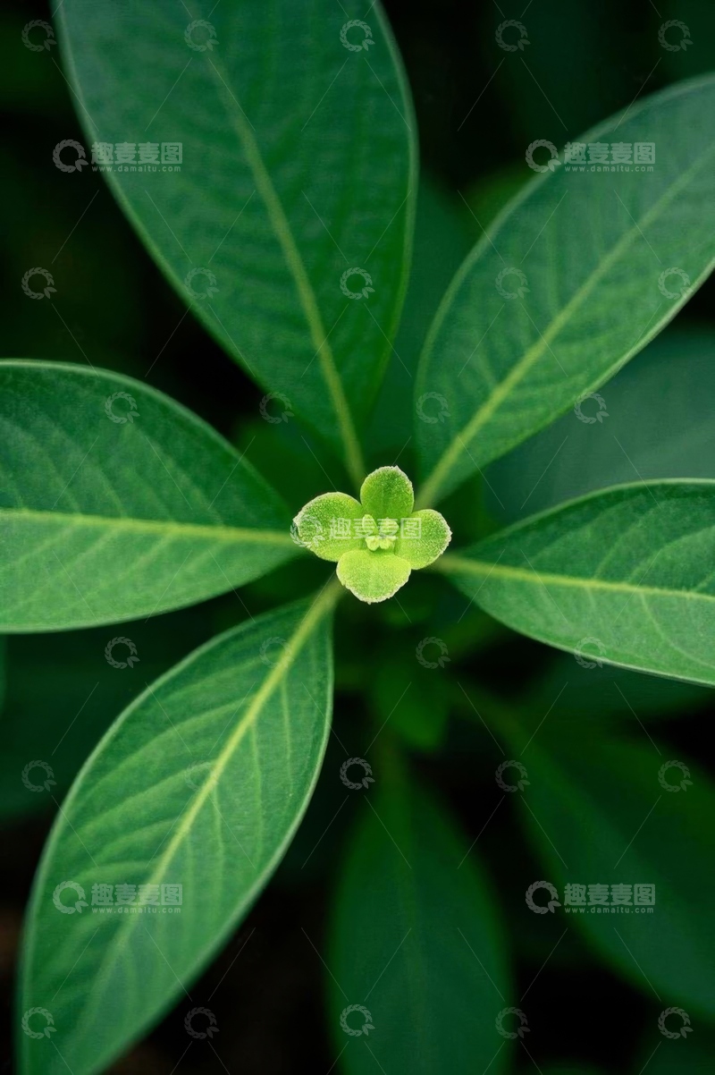 高清大图下载【趣麦麦图】绿色植物叶片微距特写