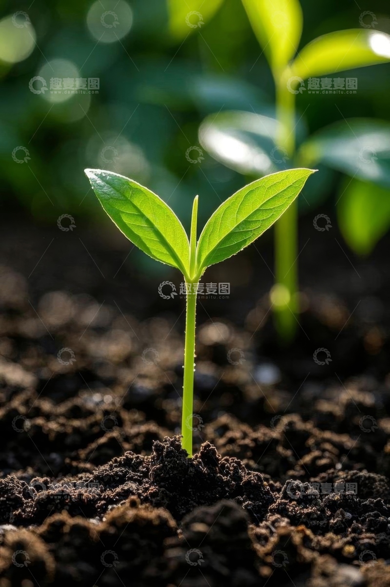 高清大图下载【趣麦麦图】破土而出的嫩绿幼苗