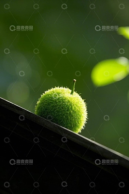 毛茸茸青果置于黑色边缘