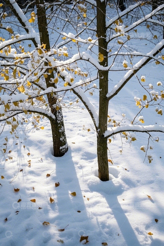 雪地中带黄叶的树木景象