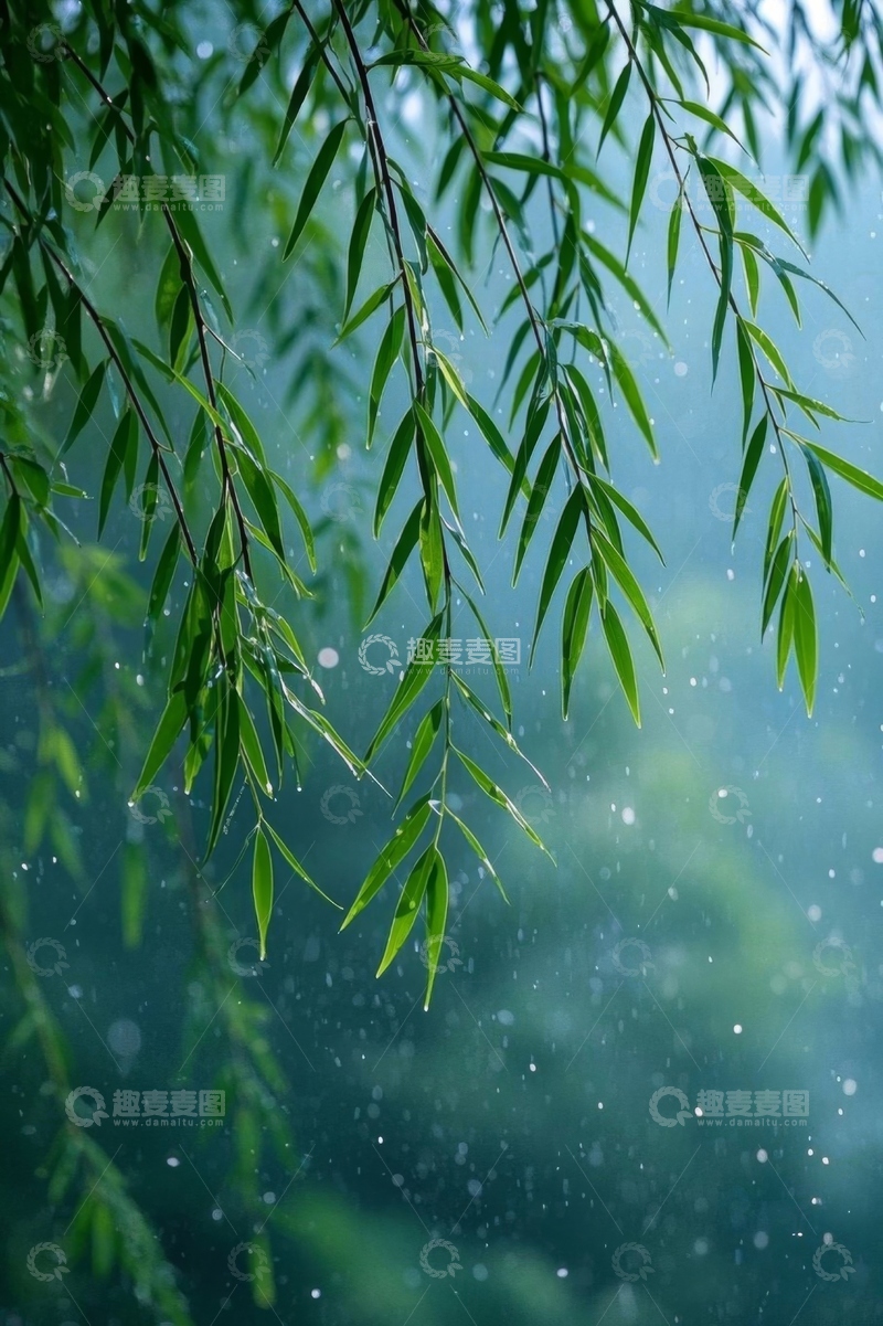 高清大图下载【趣麦麦图】雨中垂柳自然景致