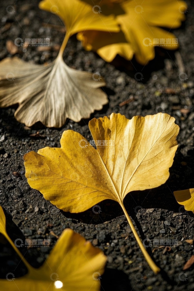 高清大图下载【趣麦麦图】地面上的金黄银杏叶
