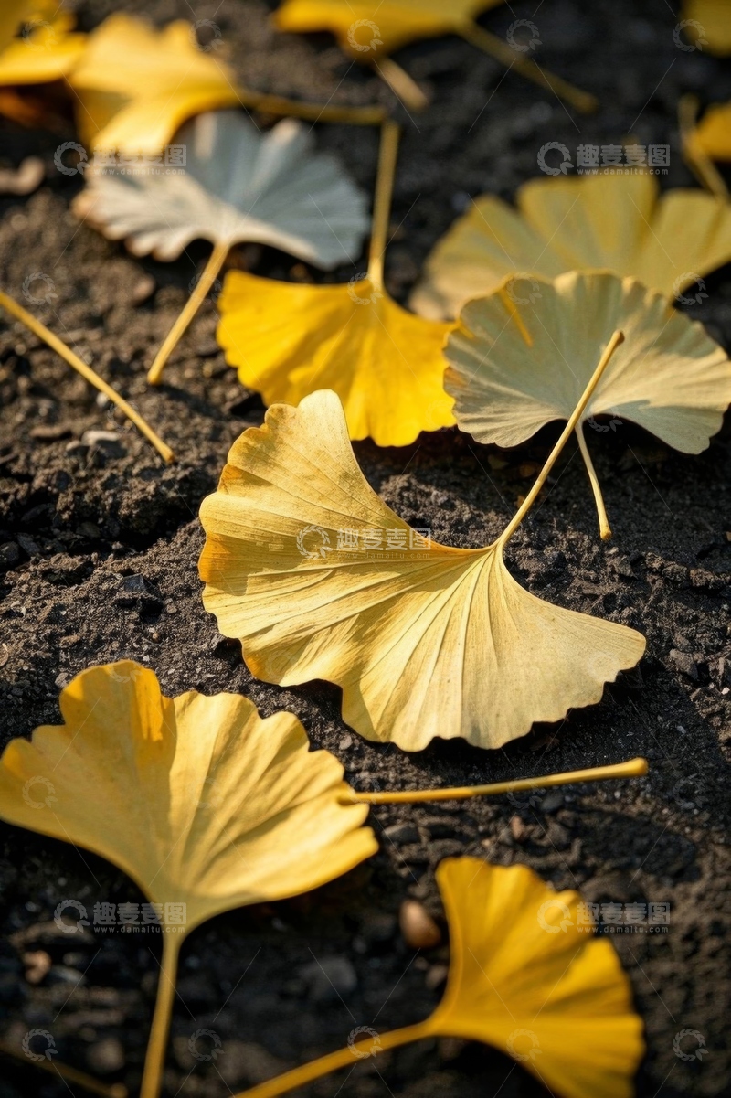 高清大图下载【趣麦麦图】地面上的银杏叶子