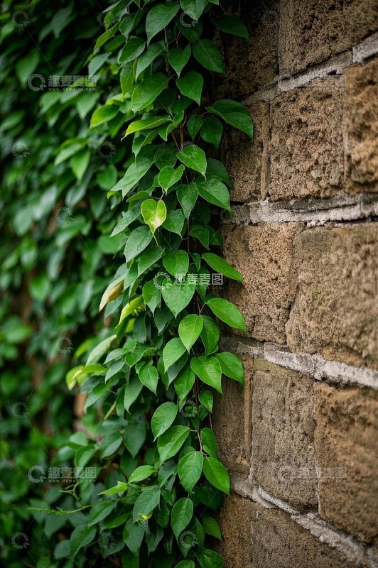 爬满绿植的砖墙景象