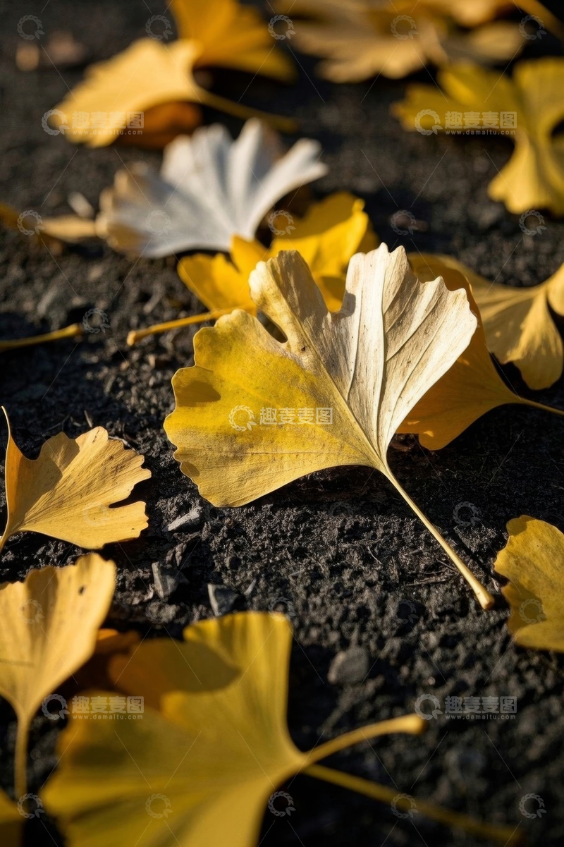 高清大图下载【趣麦麦图】地面上的黄色银杏落叶