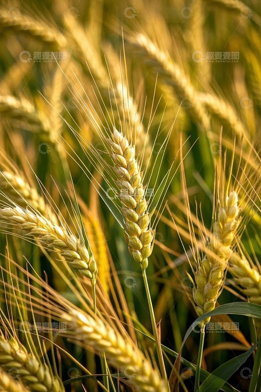 成熟饱满的小麦特写
