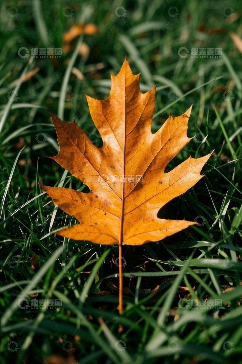 高清大图下载【趣麦麦图】草地上的黄色枫叶特写