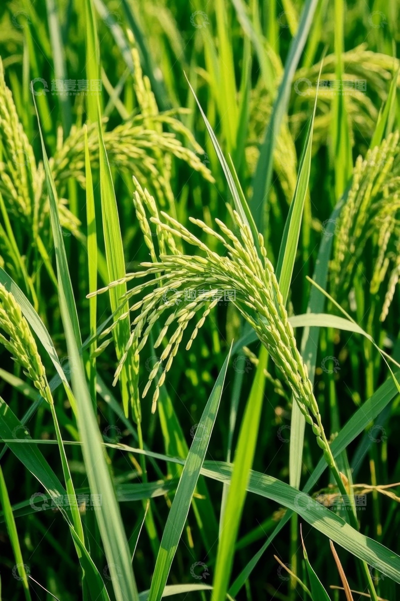 高清大图下载【趣麦麦图】成熟饱满的水稻植株特写