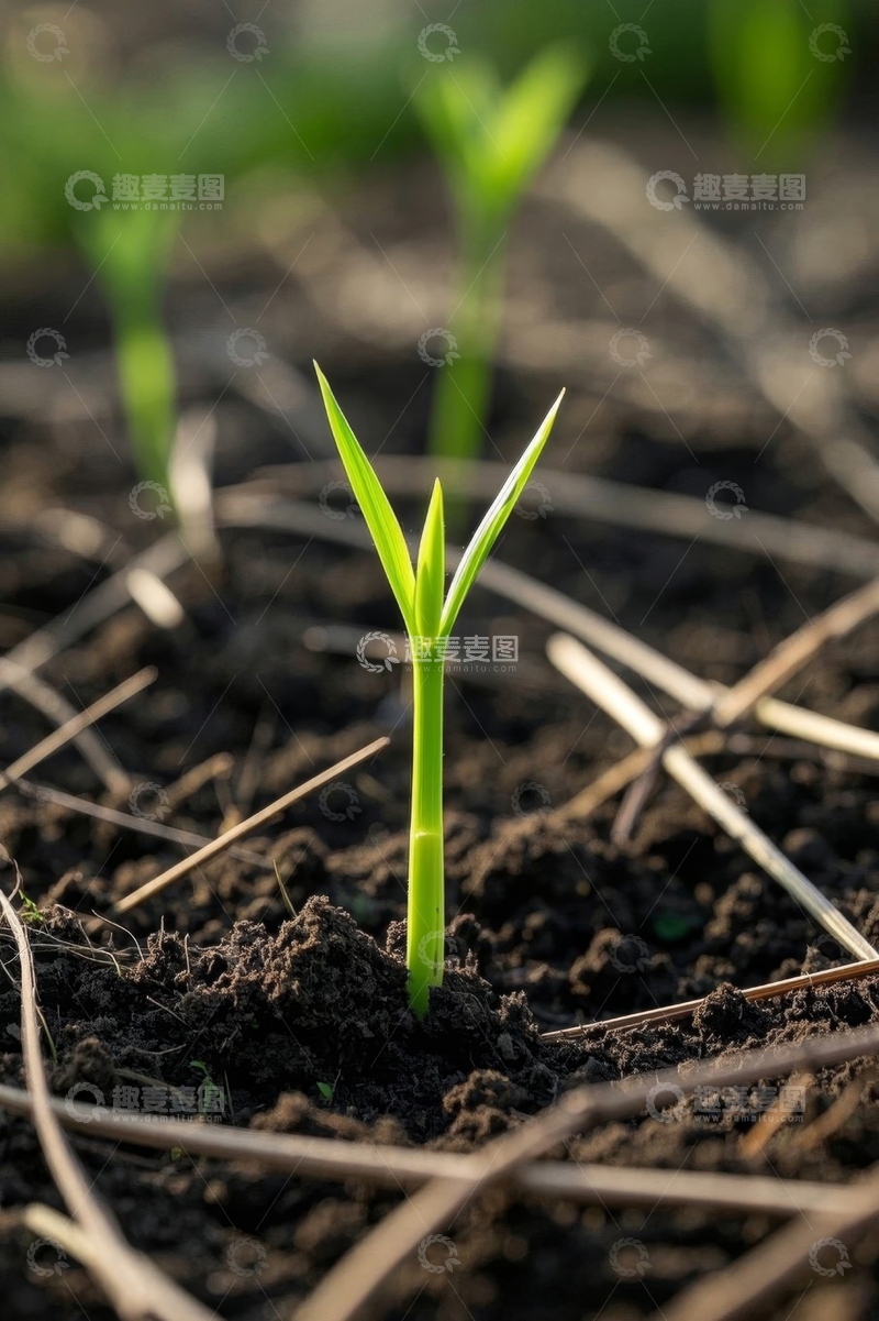 高清大图下载【趣麦麦图】破土而出的绿色幼苗