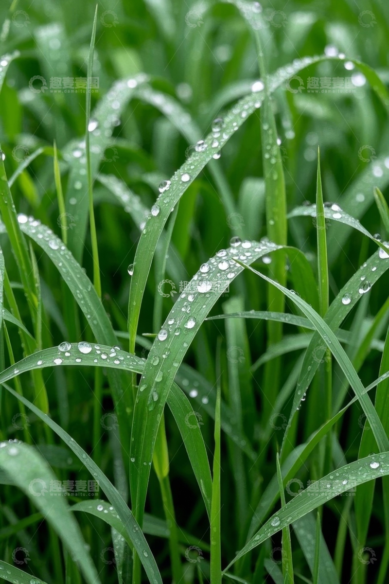 高清大图下载【趣麦麦图】带露珠的绿色青草特写