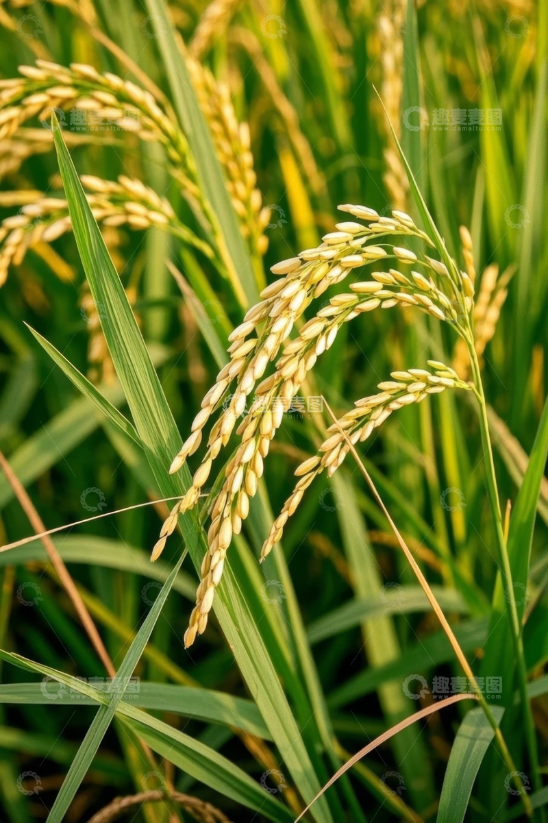 高清大图下载【趣麦麦图】成熟饱满的稻穗特写