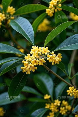 特写桂花花朵与绿叶