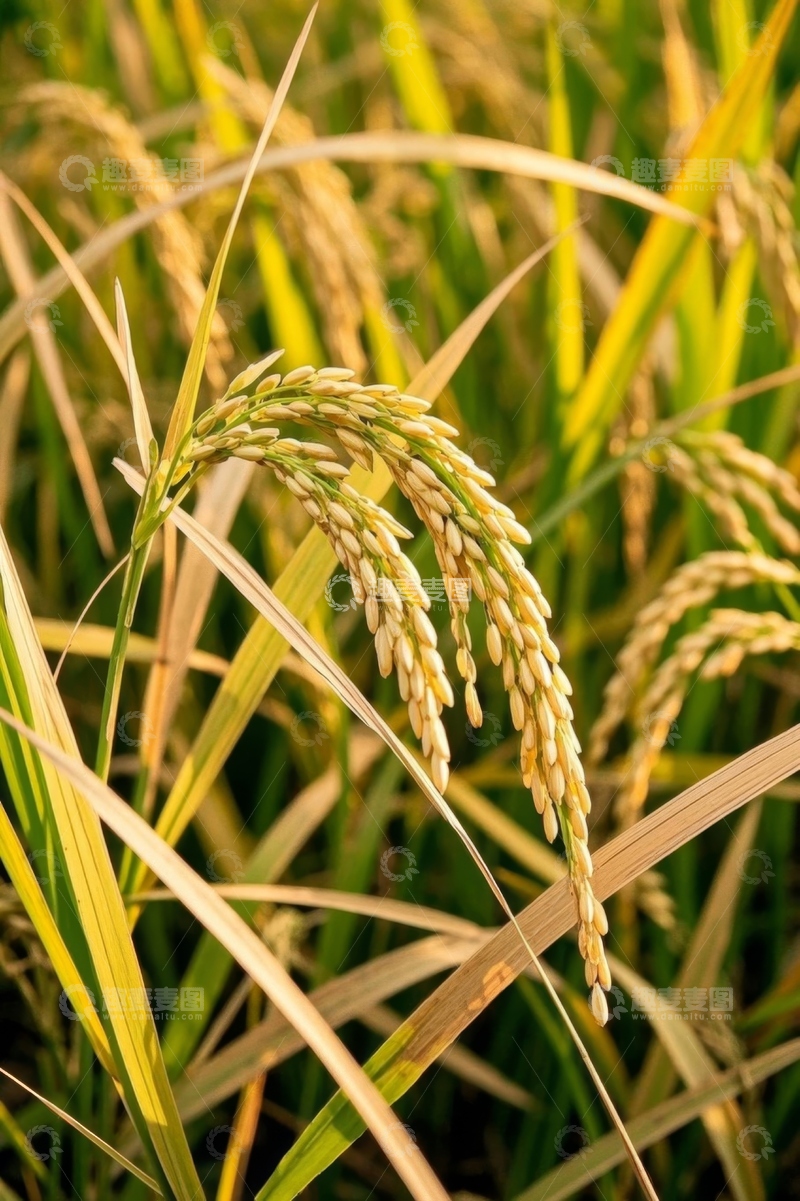 高清大图下载【趣麦麦图】金黄饱满的稻穗特写