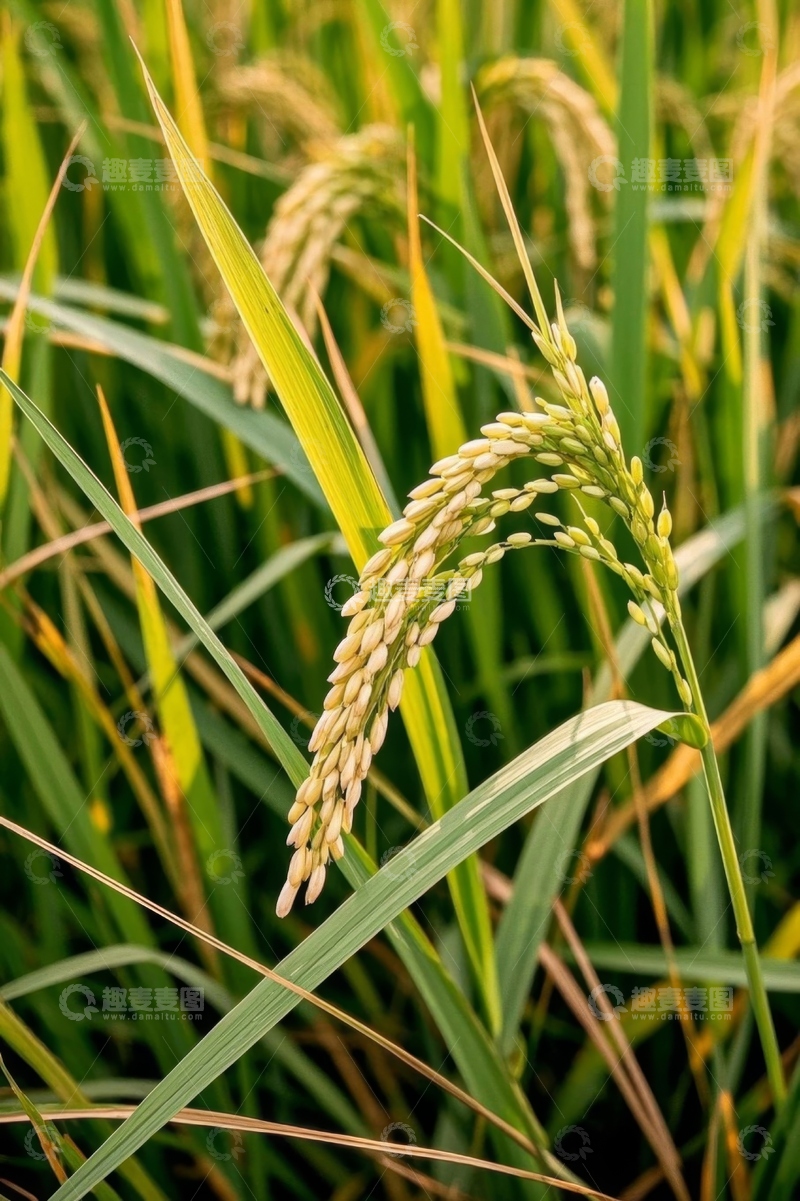 高清大图下载【趣麦麦图】成熟饱满的稻穗特写