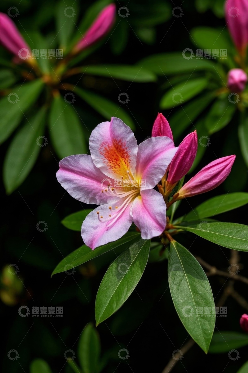 高清大图下载【趣麦麦图】特写粉色绽放杜鹃花