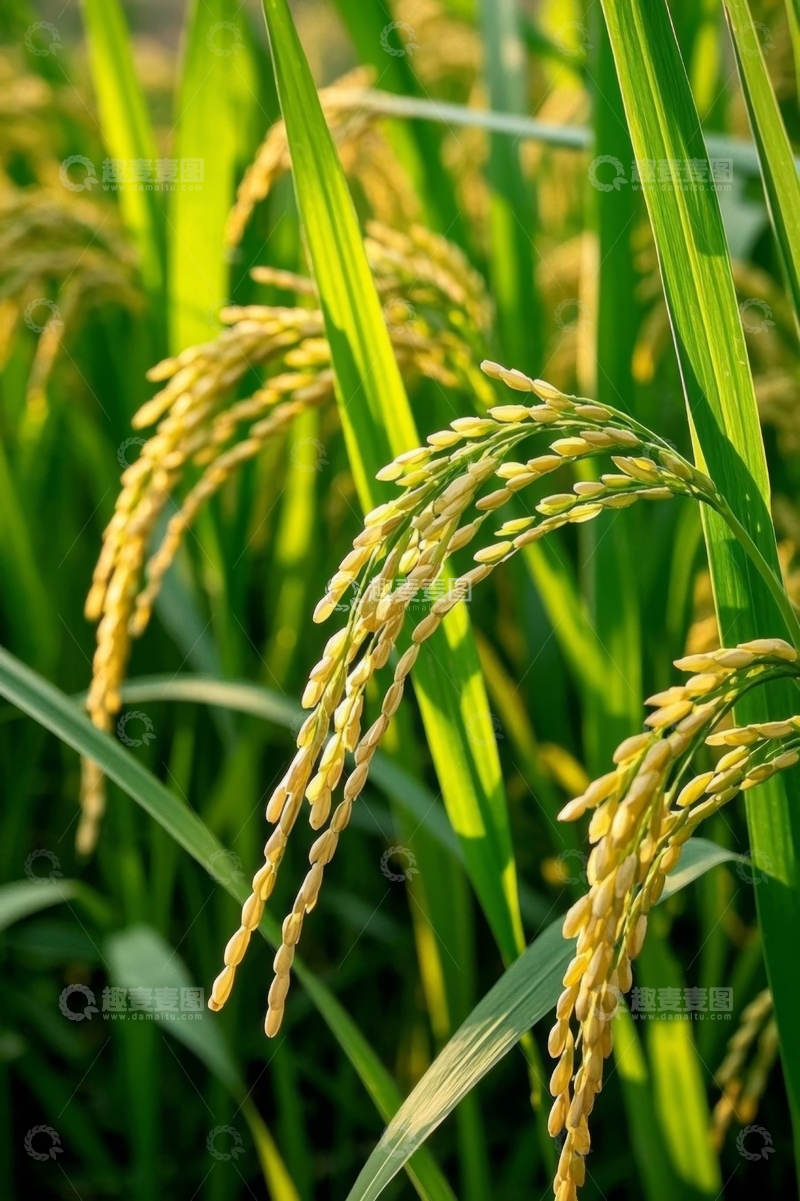 高清大图下载【趣麦麦图】成熟饱满的稻田稻穗