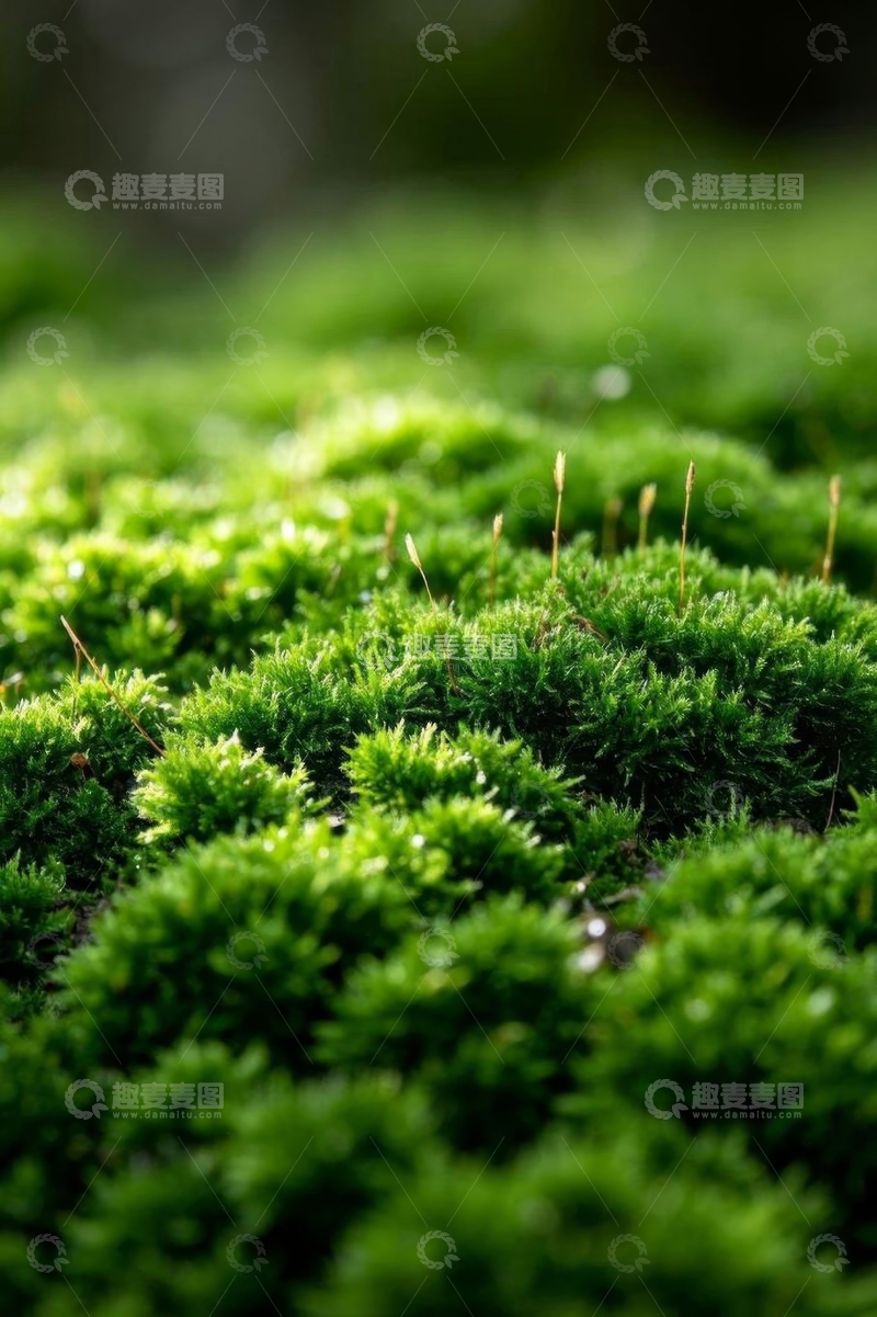 高清大图下载【趣麦麦图】绿色苔藓自然微距画面