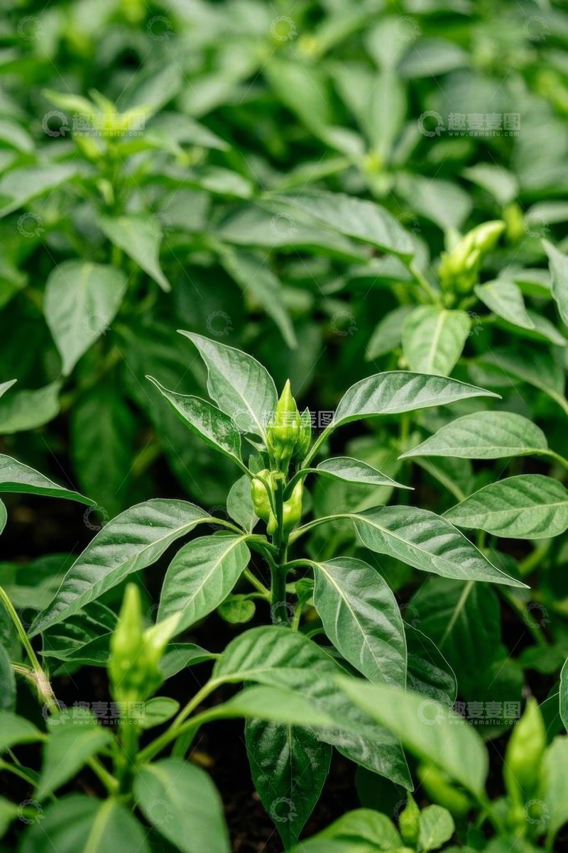 高清大图下载【趣麦麦图】绿色辣椒植株特写