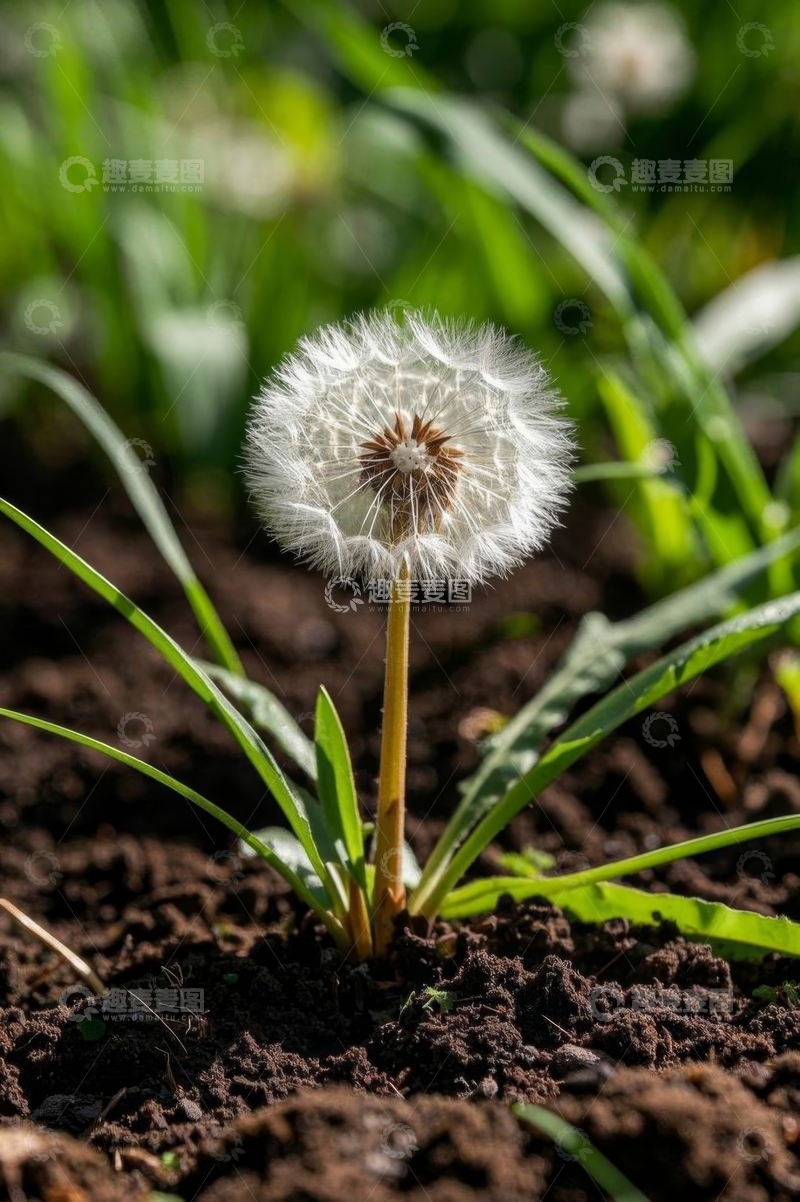 高清大图下载【趣麦麦图】泥土中生长的蒲公英特写