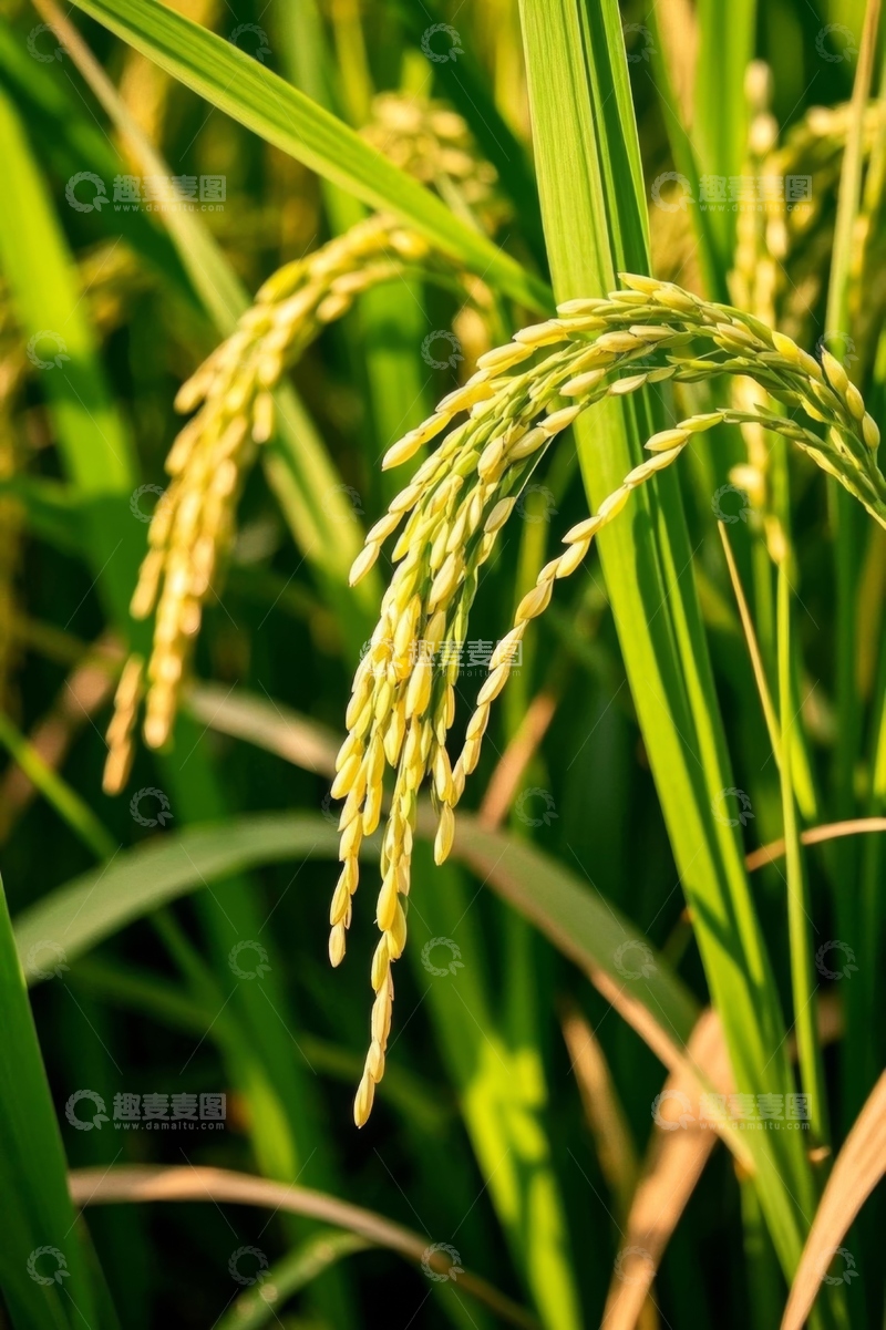 高清大图下载【趣麦麦图】成熟稻穗特写