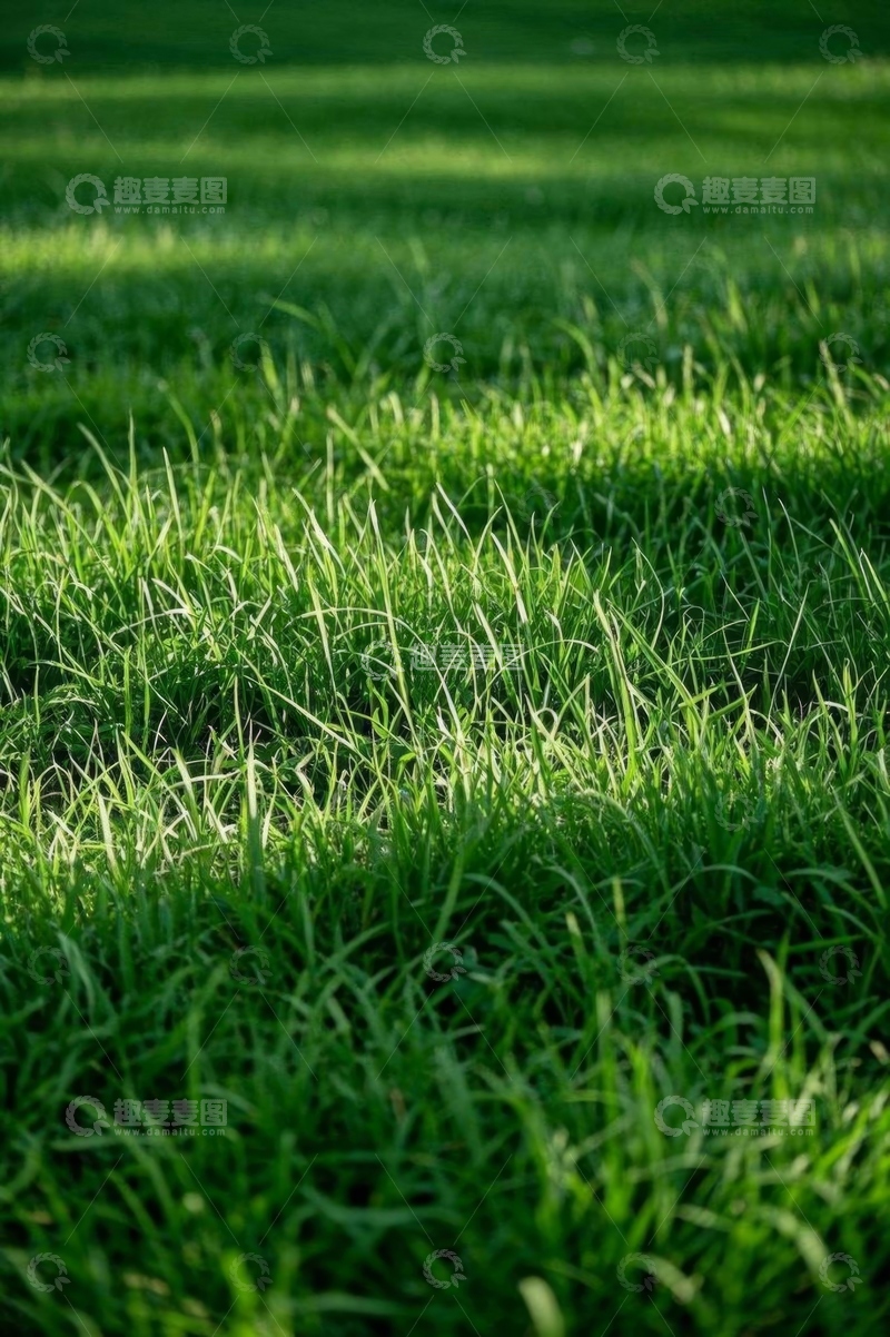 高清大图下载【趣麦麦图】阳光下的翠绿草坪风景
