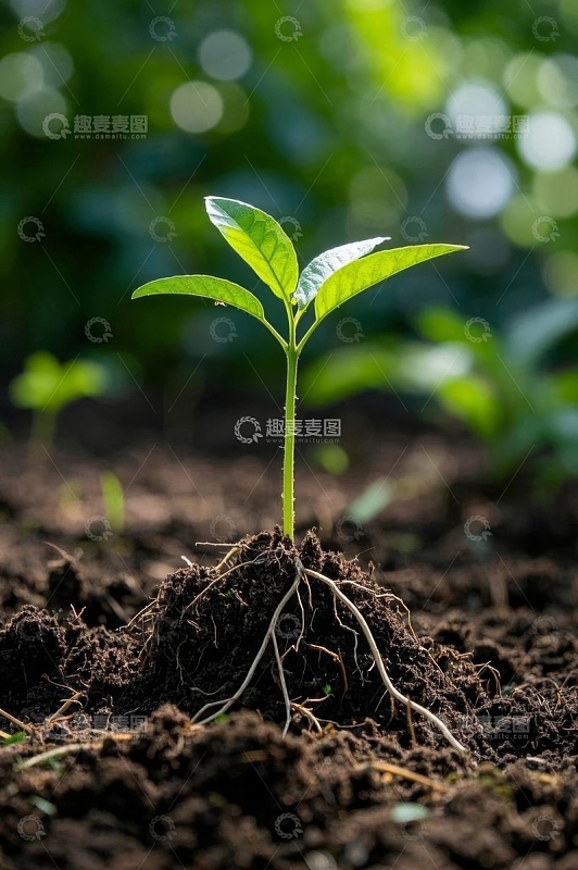 破土而出的嫩绿植物幼苗