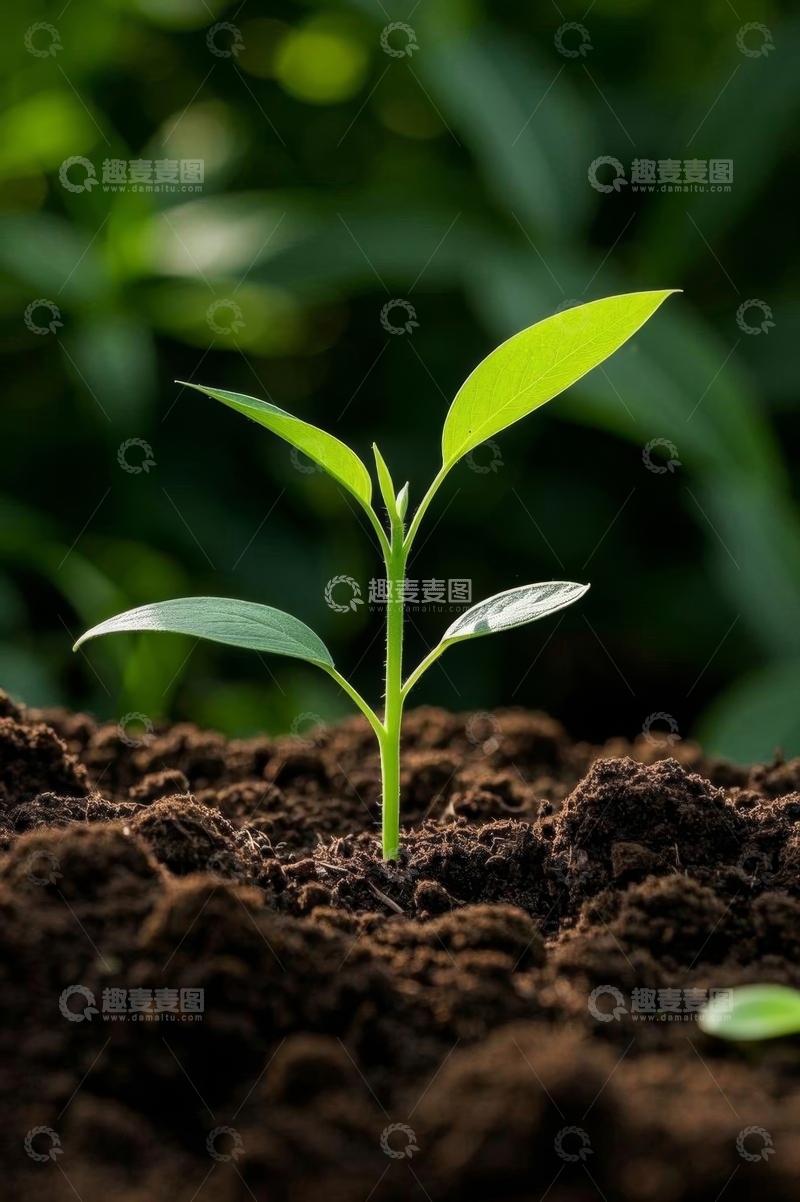 高清大图下载【趣麦麦图】破土而出的嫩绿幼苗