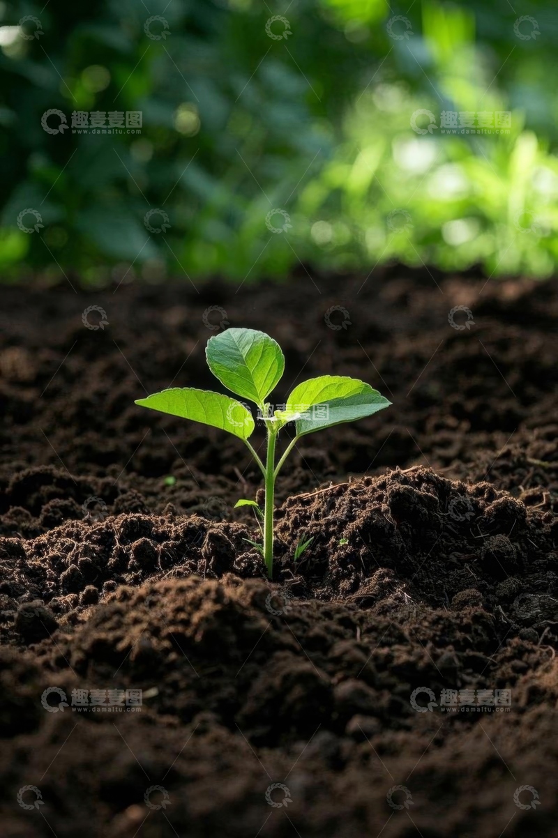 高清大图下载【趣麦麦图】破土而出的嫩绿植物幼苗