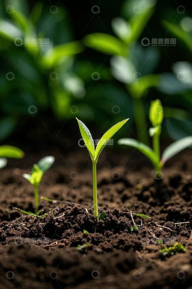 高清大图下载【趣麦麦图】破土而出的嫩绿植物幼苗