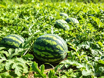 一望无垠的西瓜地