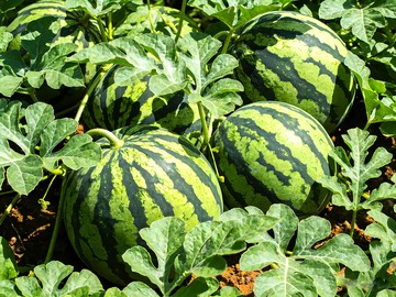 一片绿色西瓜地