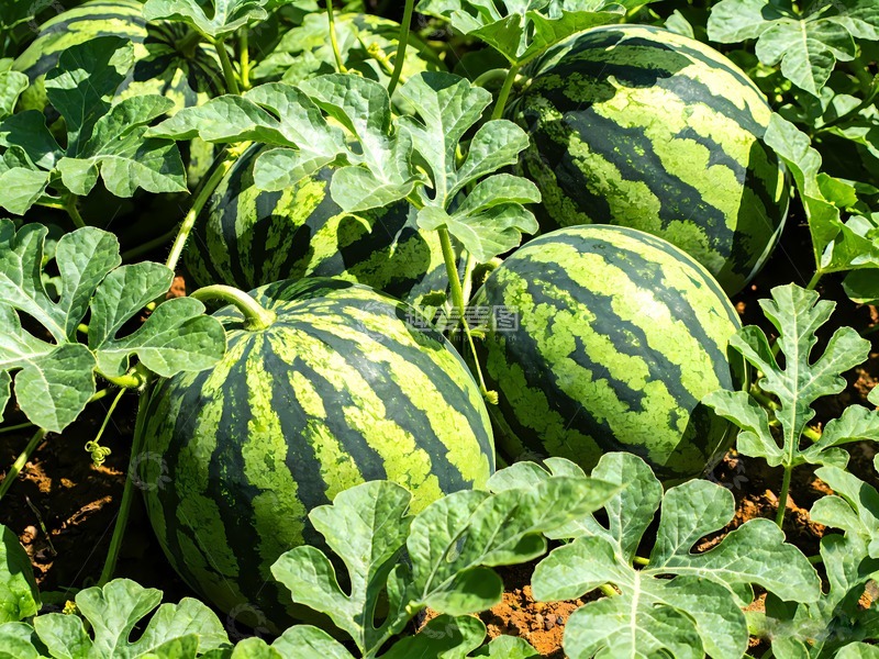 高清大图下载【趣麦麦图】一片绿色西瓜地