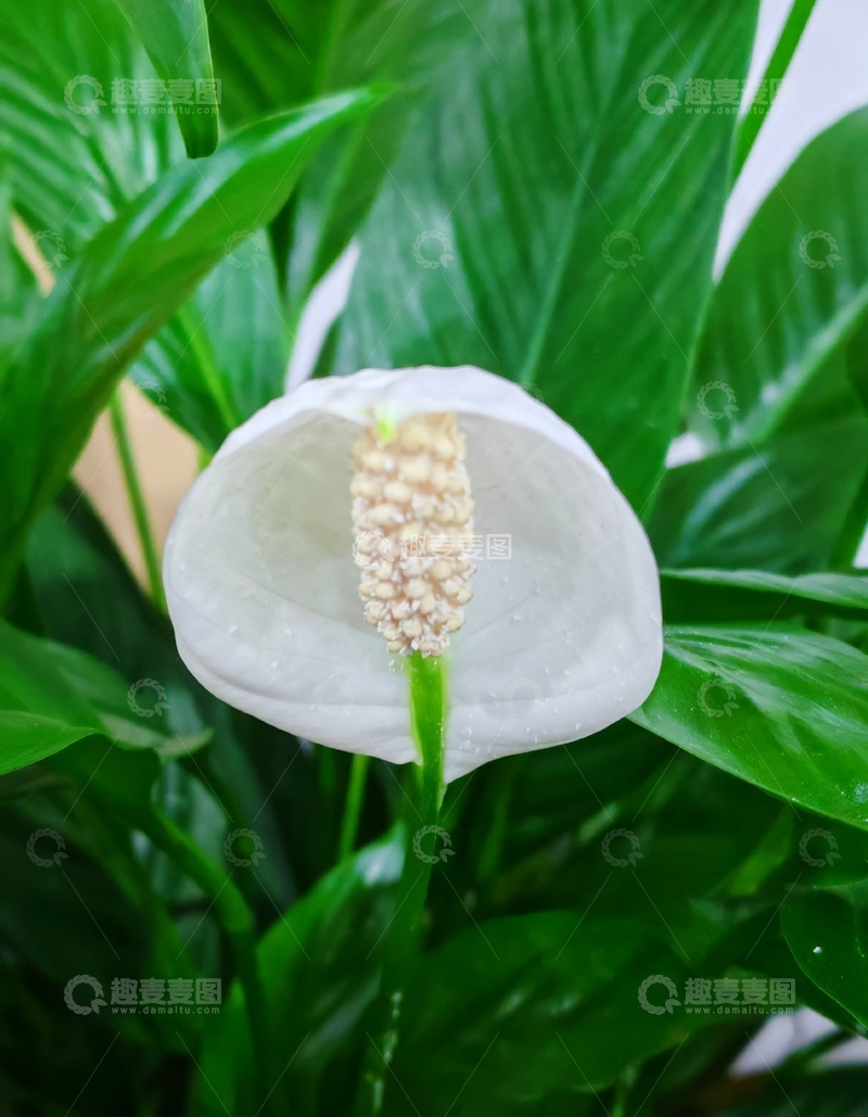 高清大图下载【趣麦麦图】白掌花苞特写绿植摄影