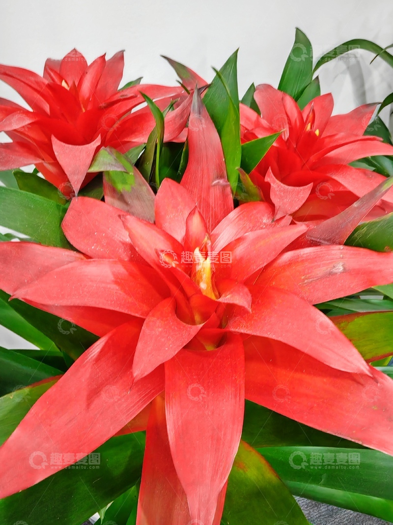 高清大图下载【趣麦麦图】艳丽凤梨花盆栽特写摄影
